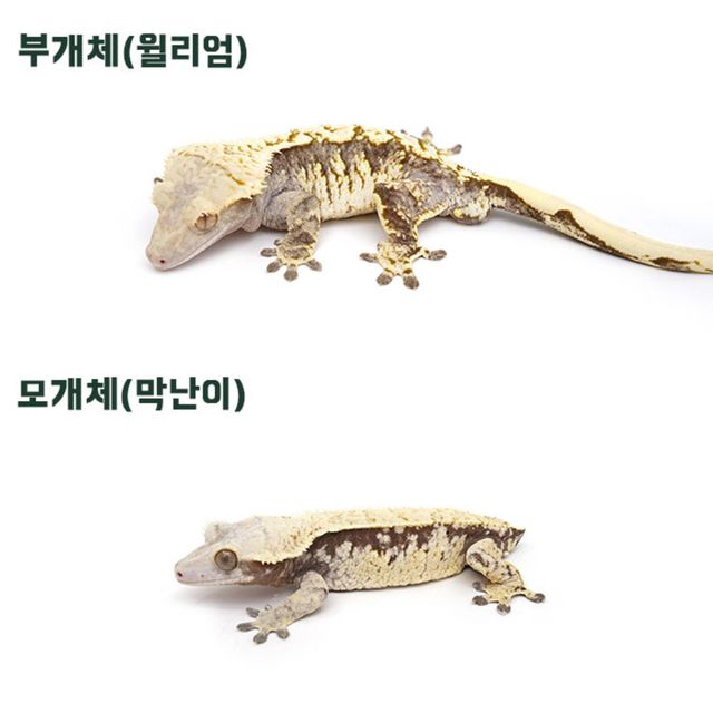 트라이 익스트림할리퀸