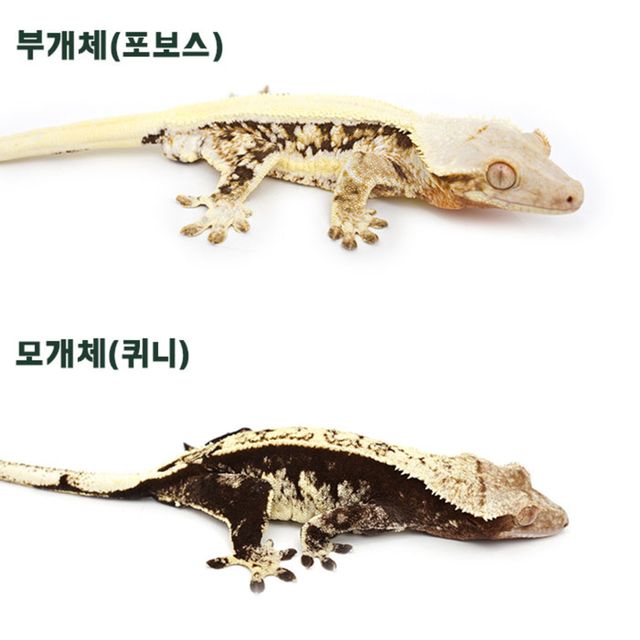 릴리화이트 솔리드백