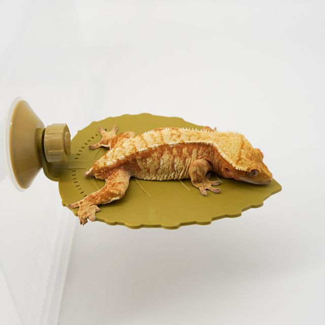 레드 익스트림할리퀸
