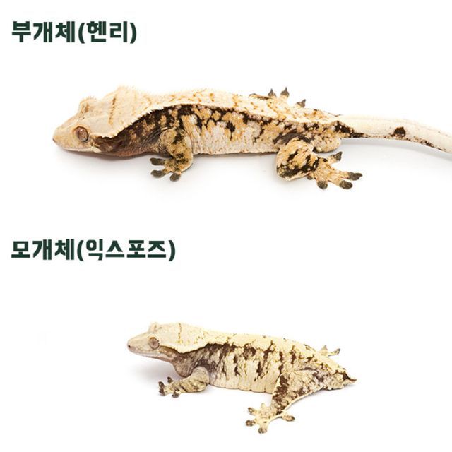 트라이 익스트림할리퀸