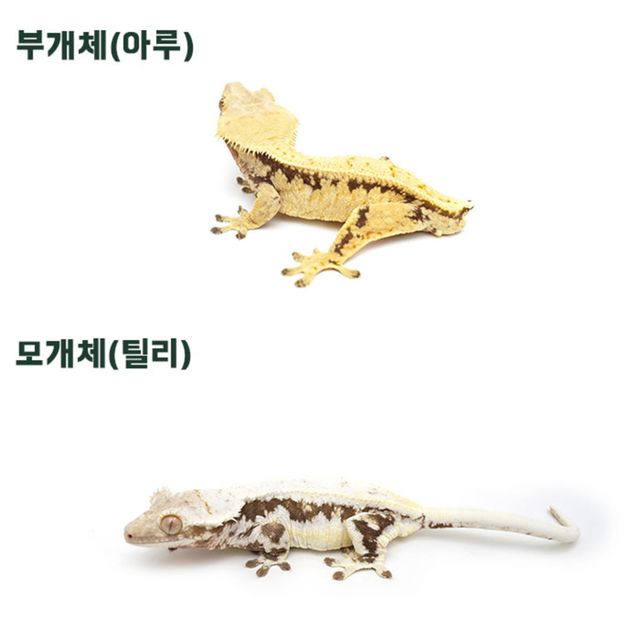 젠젝스 솔리드백 릴리화이트