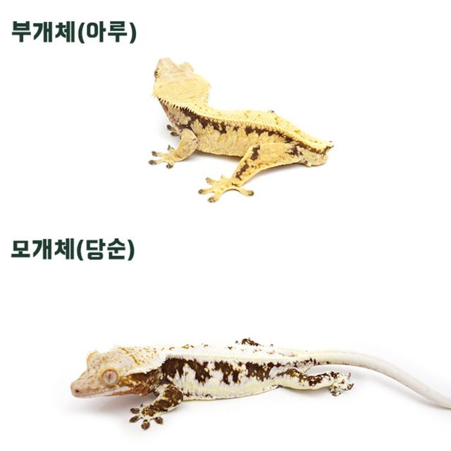 핀스트라이프 노멀 젠젝스
