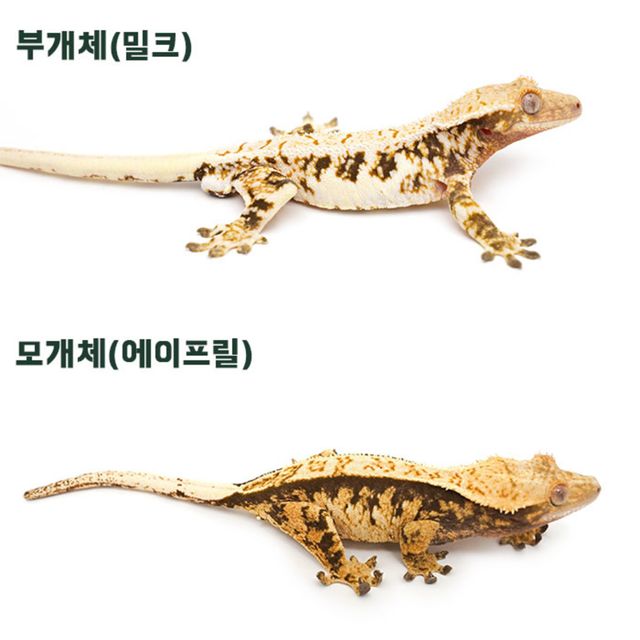 익스트림할리퀸