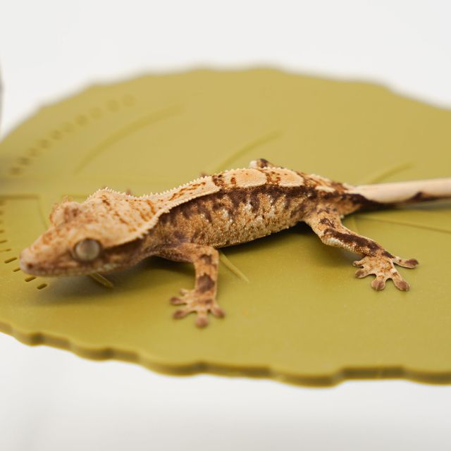 할리퀸