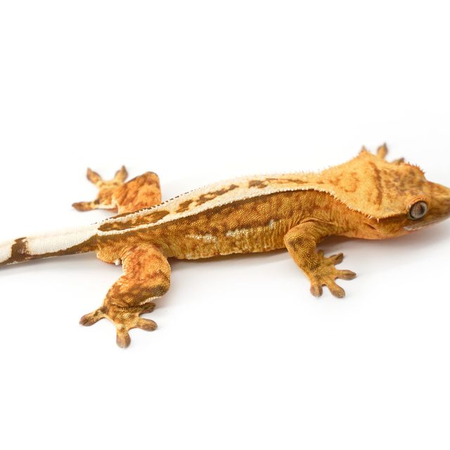 크림시클 풀핀