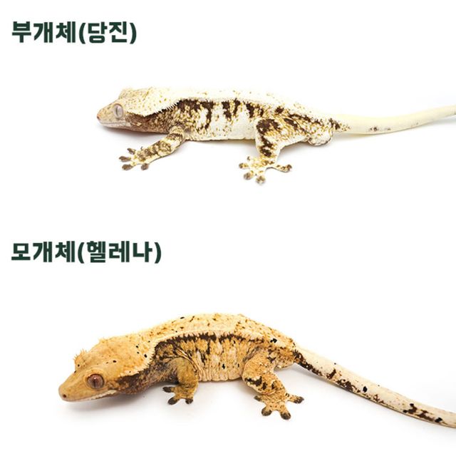 트라이 익스트림할리퀸