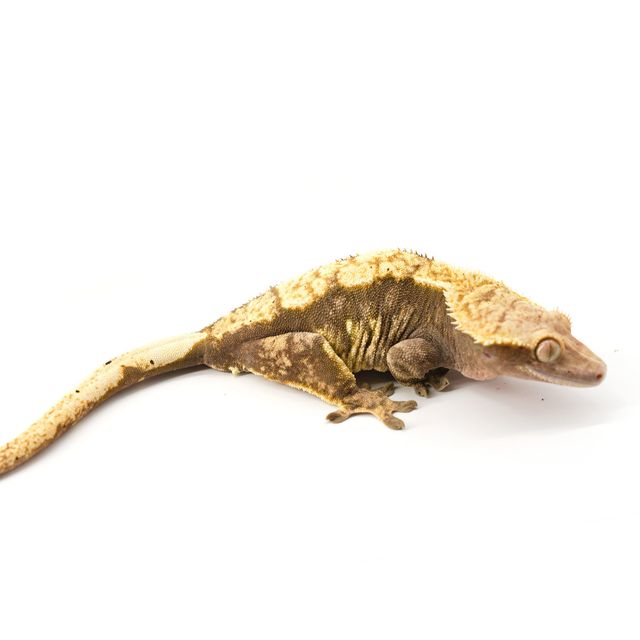 할리퀸