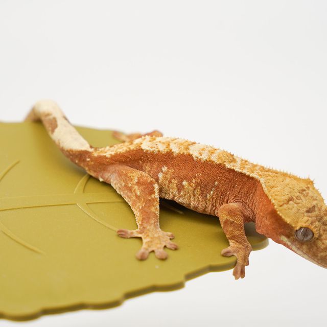 레드 할리퀸