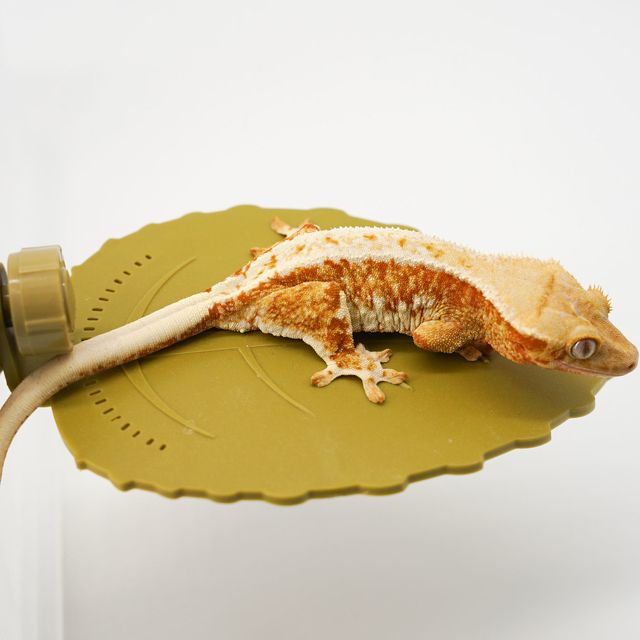 레드 릴리화이트