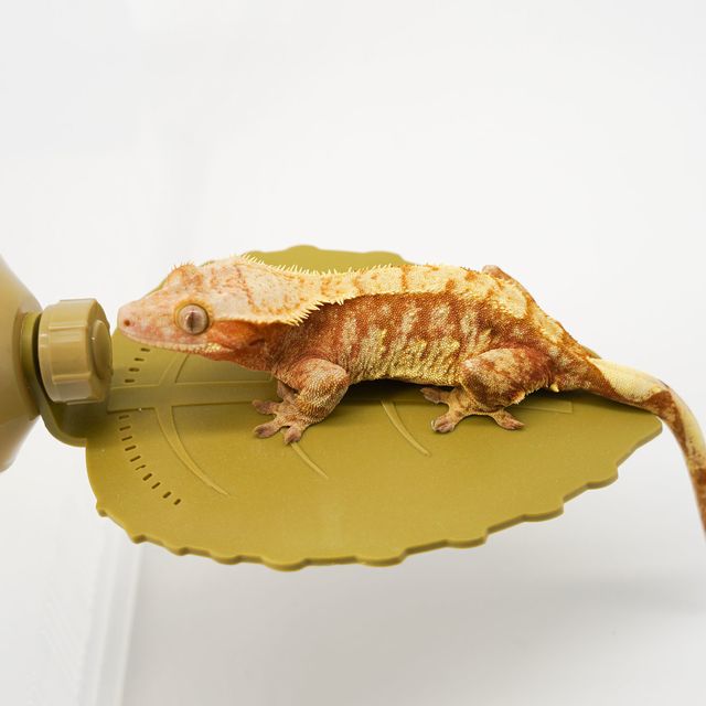 레드 익스트림할리퀸
