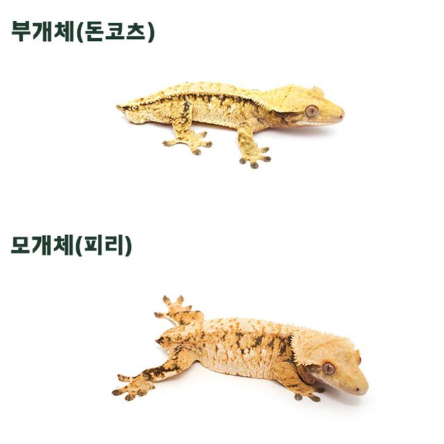 트라이 드리피 익스트림할리퀸 핀스트라이프 텐저린