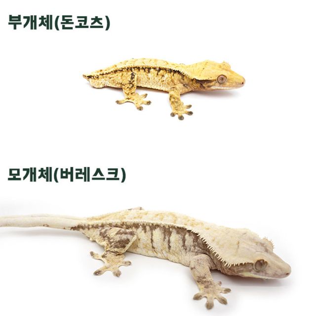 트라이 익스트림할리퀸 핀스트라이프 텐저린