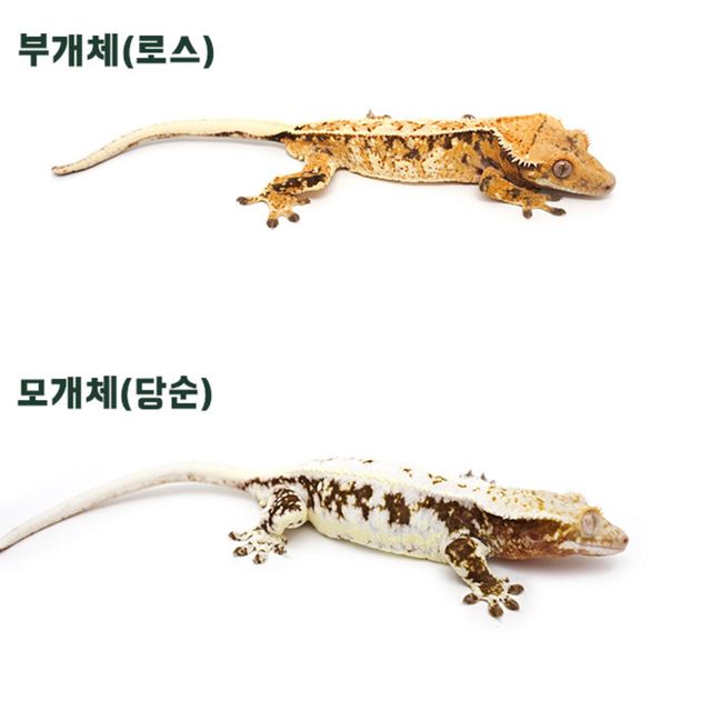익스트림할리퀸 핀스트라이프