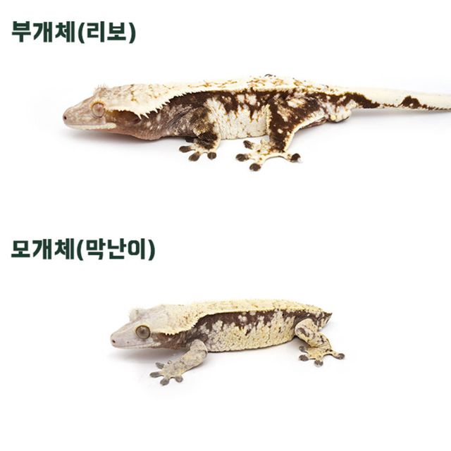 익스트림할리퀸