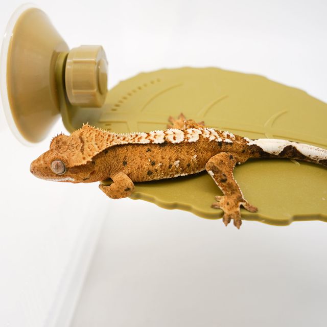 크림시클