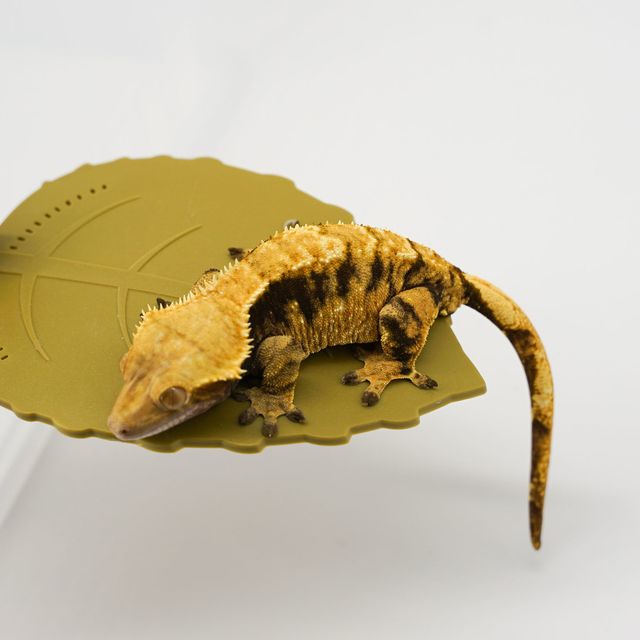 익스트림할리퀸