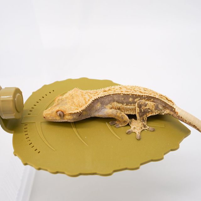 핀스트라이프