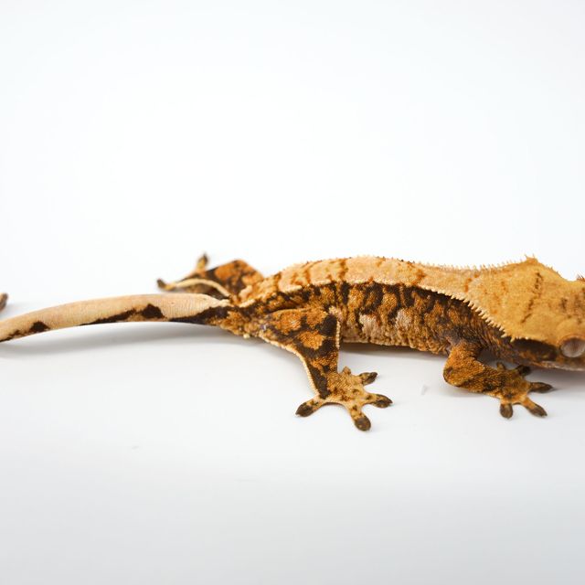 텐저린 트라이