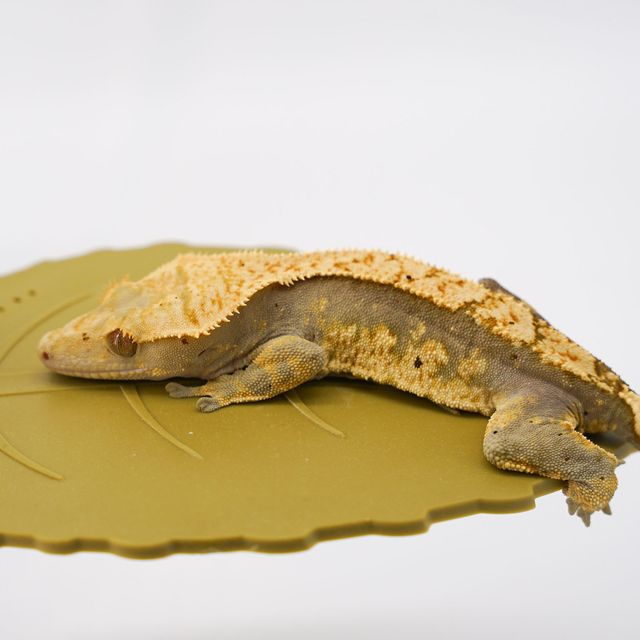 할리퀸