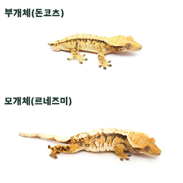 트라이 익스트림할리퀸