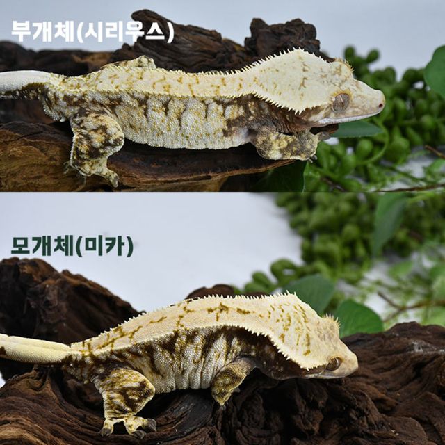트라이 익스트림할리퀸 화이트스팟