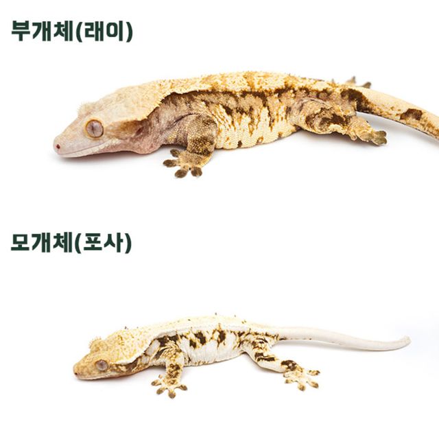릴리화이트 트라이