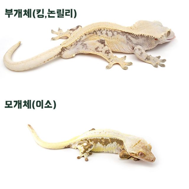 핀스트라이프 할리퀸