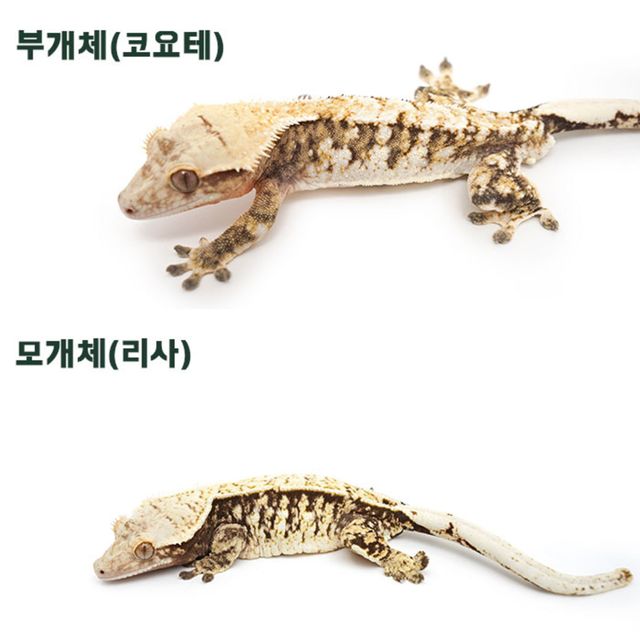 트라이 익스트림할리퀸