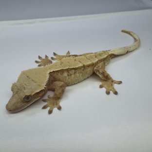 노멀 트라이 익스트림할리퀸 드리피 레드