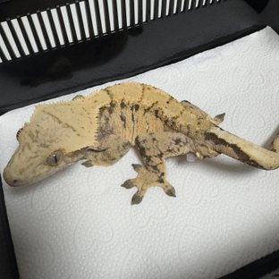 노멀 트라이 드리피 익스트림할리퀸 화이트스팟 화이트포트홀