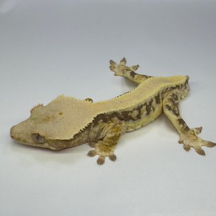 릴리화이트 드리피 화이트핀 솔리드백 풀핀 화이트