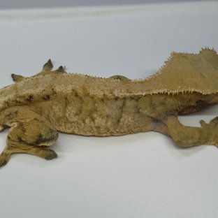 노멀 트라이 드리피 익스트림할리퀸 화이트스팟 텐저린