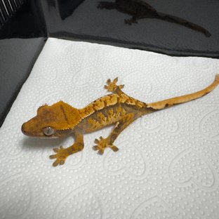 노멀 트라이 익스트림할리퀸 화이트스팟 텐저린