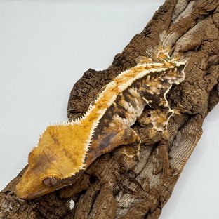 트라이 익스트림할리퀸 화이트핀 텐저린