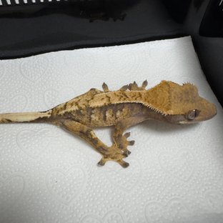 노멀 트라이 익스트림할리퀸 화이트스팟 화이트포트홀 텐저린