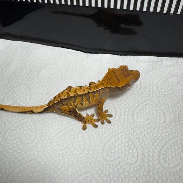 노멀 트라이 익스트림할리퀸 화이트스팟 텐저린