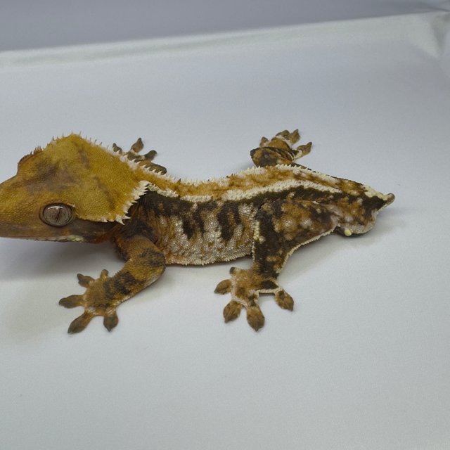 노멀 트라이 익스트림할리퀸 텐저린 화이트