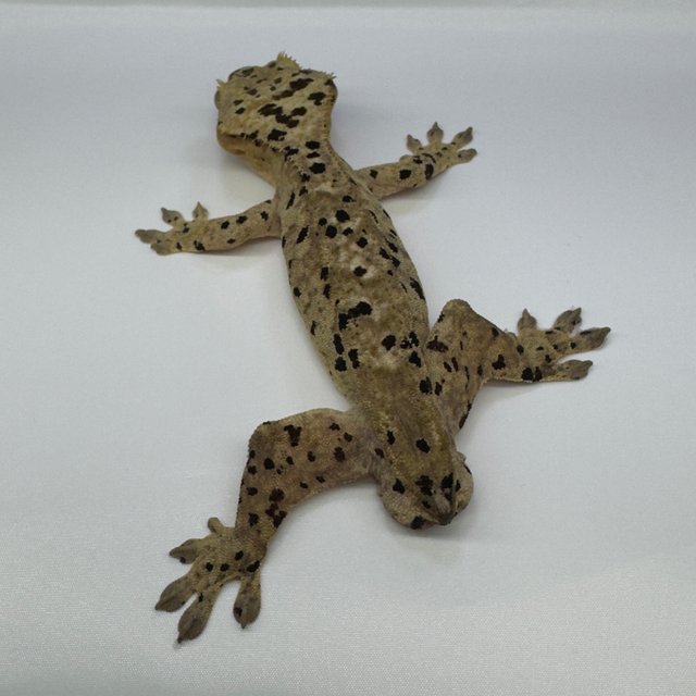 패턴리스 팬텀 달마시안 슈퍼달마시안 화이트