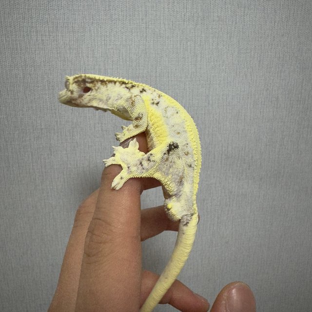 릴리화이트 솔리드백 풀핀 화이트 옐로우