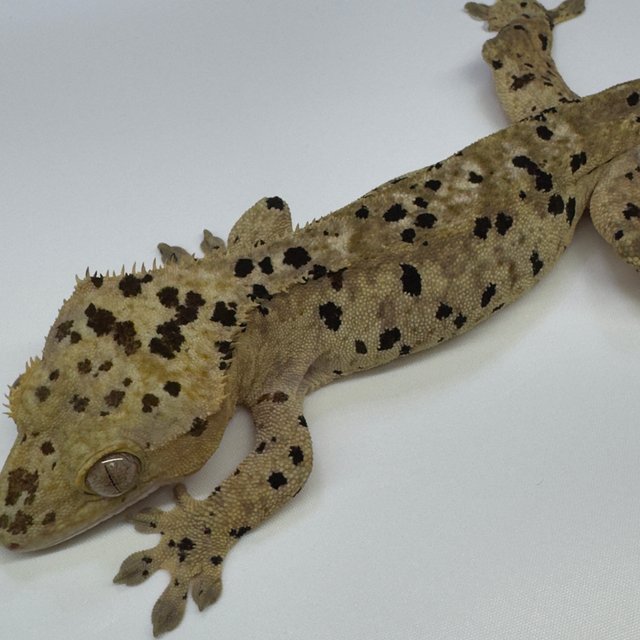 패턴리스 팬텀 달마시안 슈퍼달마시안 화이트