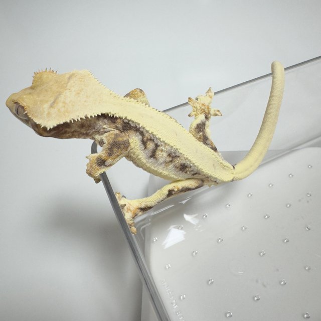 릴리화이트 트라이 익스트림할리퀸 풀핀 화이트 텐저린