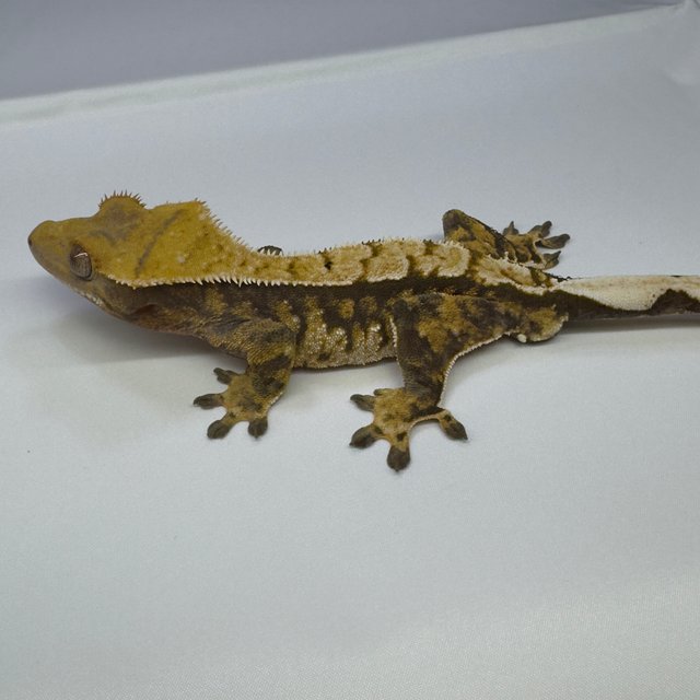 노멀 트라이 익스트림할리퀸 화이트스팟 텐저린