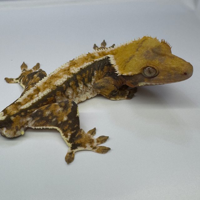 노멀 트라이 익스트림할리퀸 텐저린 화이트