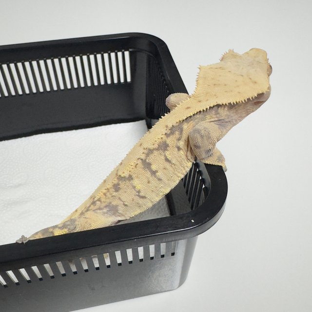 노멀 트라이 익스트림할리퀸 화이트