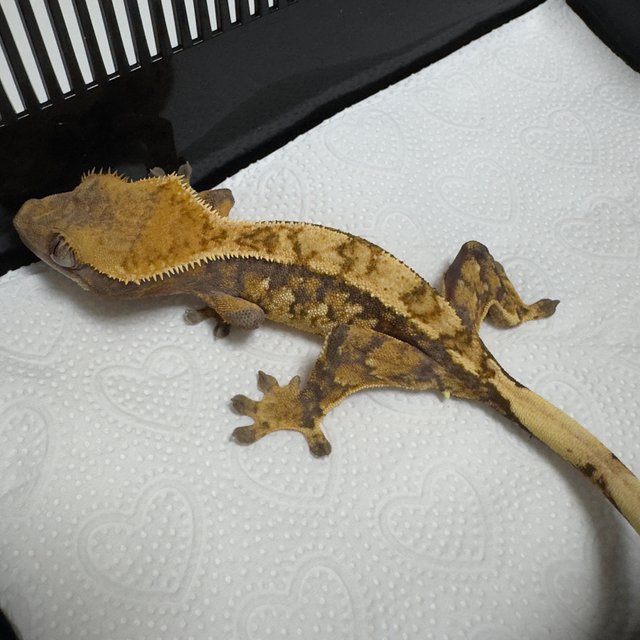 노멀 트라이 익스트림할리퀸 드리피 화이트스팟 화이트포트홀