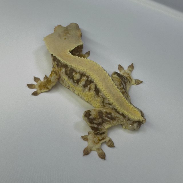 릴리화이트 드리피 화이트핀 솔리드백 풀핀 화이트