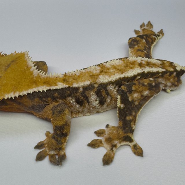 노멀 트라이 익스트림할리퀸 텐저린 화이트