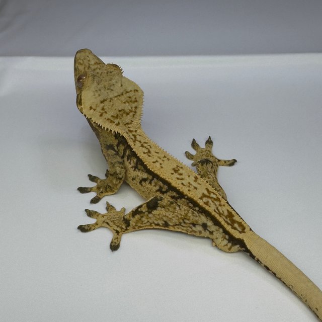 노멀 트라이 엠티백 풀핀 익스트림할리퀸 핀스트라이프