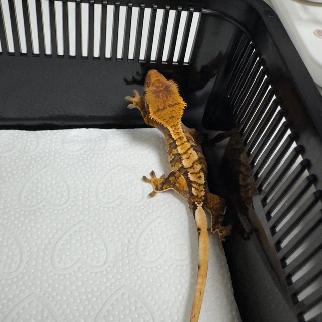 노멀 트라이 익스트림할리퀸 화이트스팟 화이트포트홀 텐저린