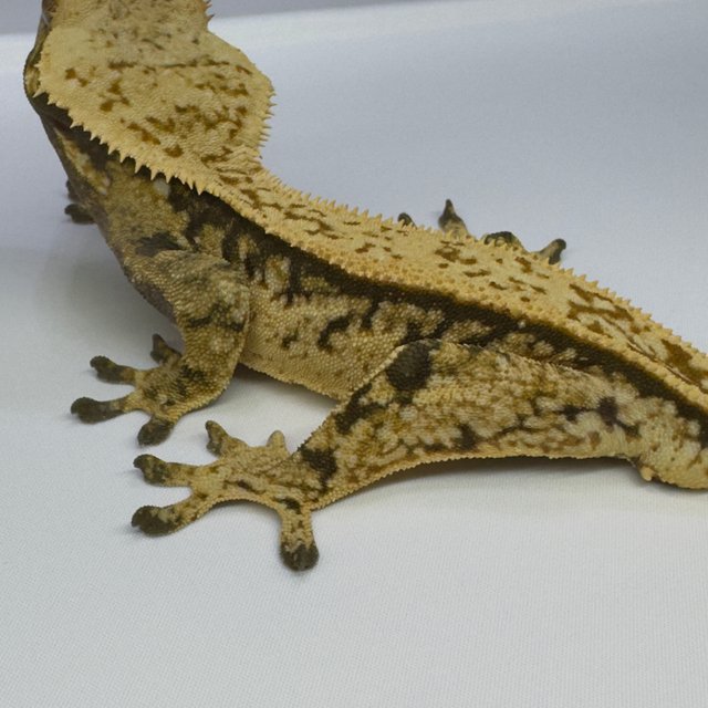 노멀 트라이 엠티백 풀핀 익스트림할리퀸 핀스트라이프